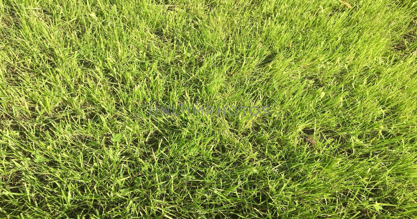 Green grass field. Grass, green background. Natural green grass texture, natural green grass background for design with copy space for text or image