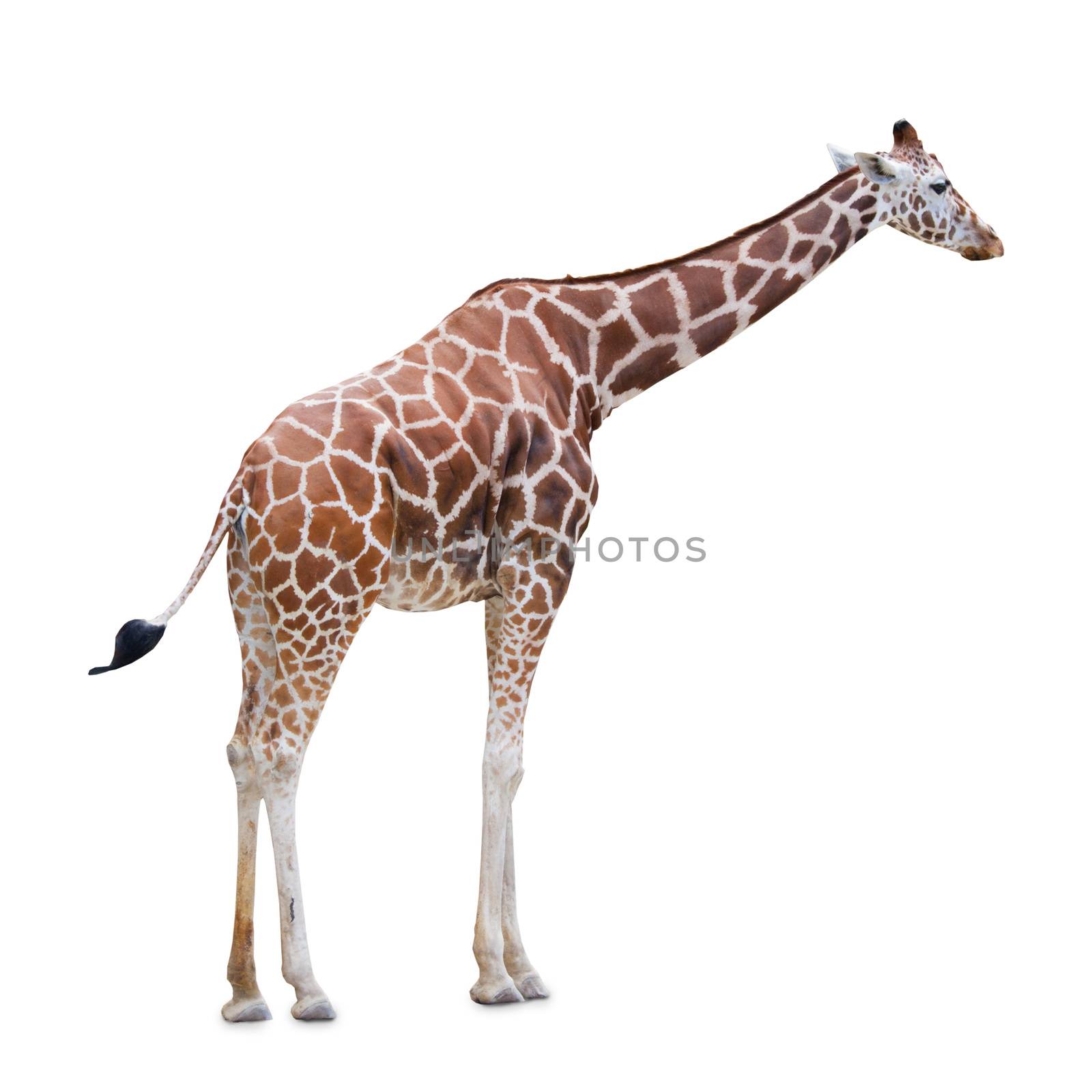 Giraffe isolated on white background