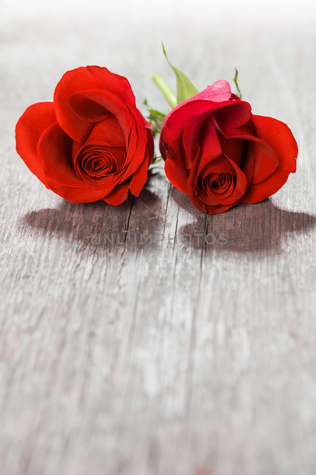 Two heart shaped red roses on wooden background, Valentines day