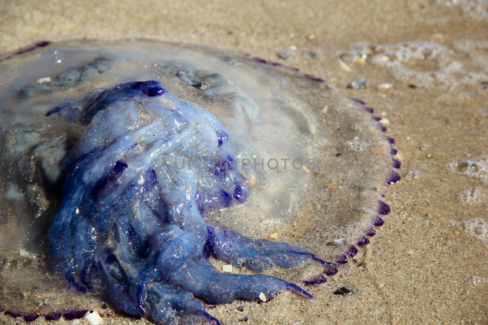 big blue jellyfish on the beach. photo