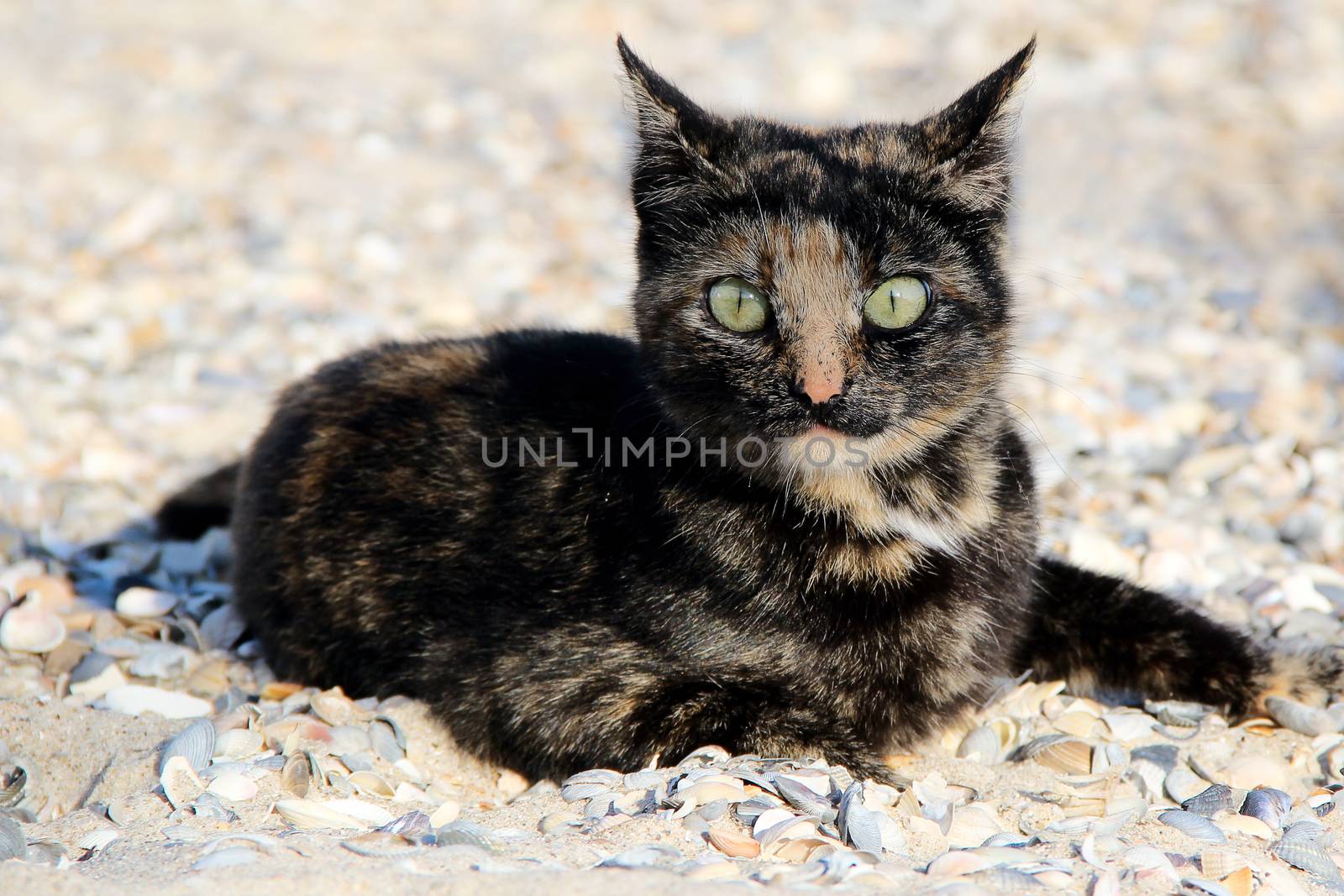 small spotted cat on the beach. photo