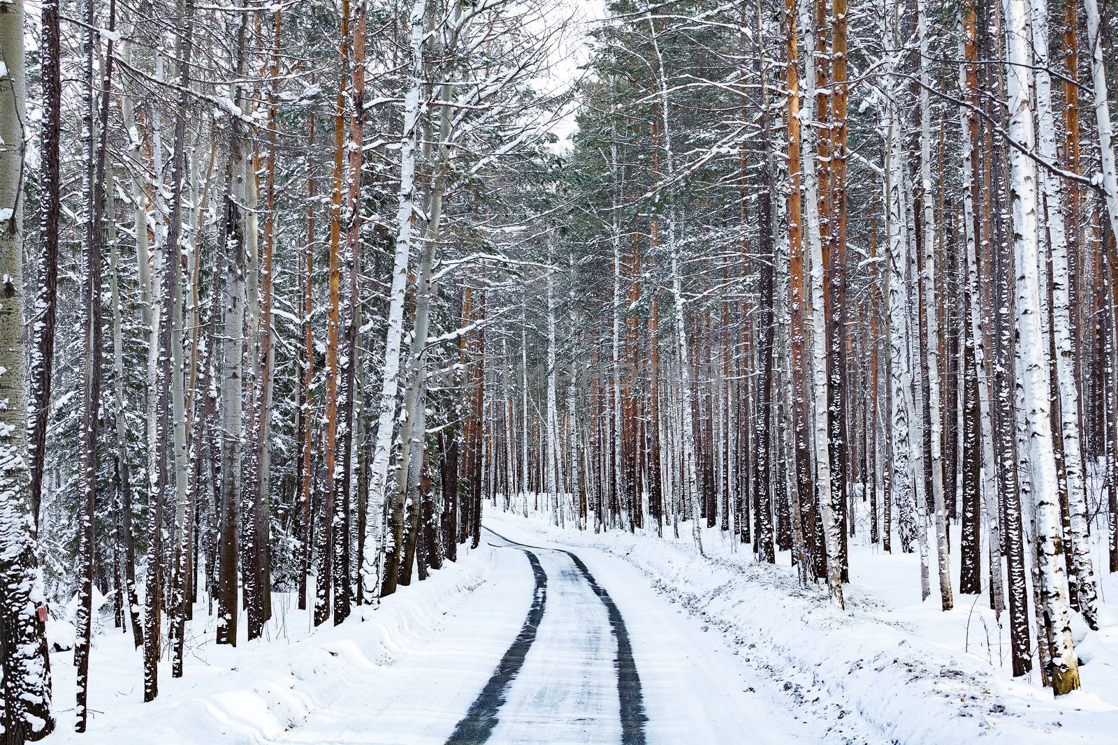 Road in winter forest. Snowcovered trees