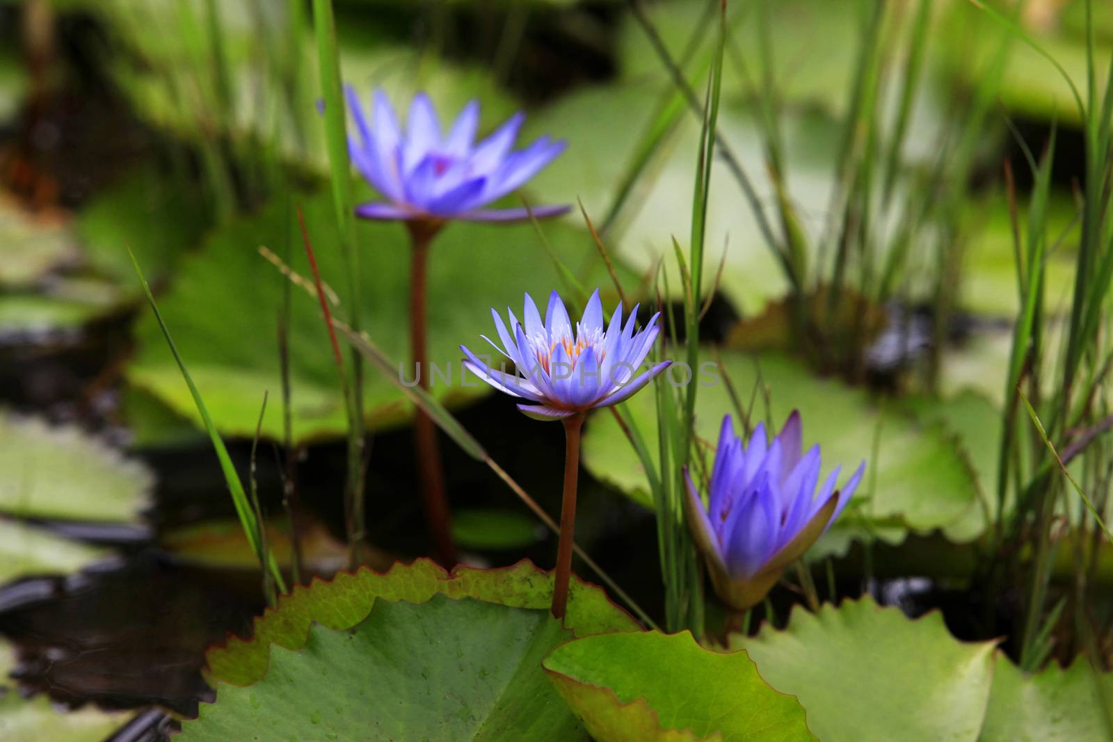 Lotus blossoms or water lily flowers blooming on pond