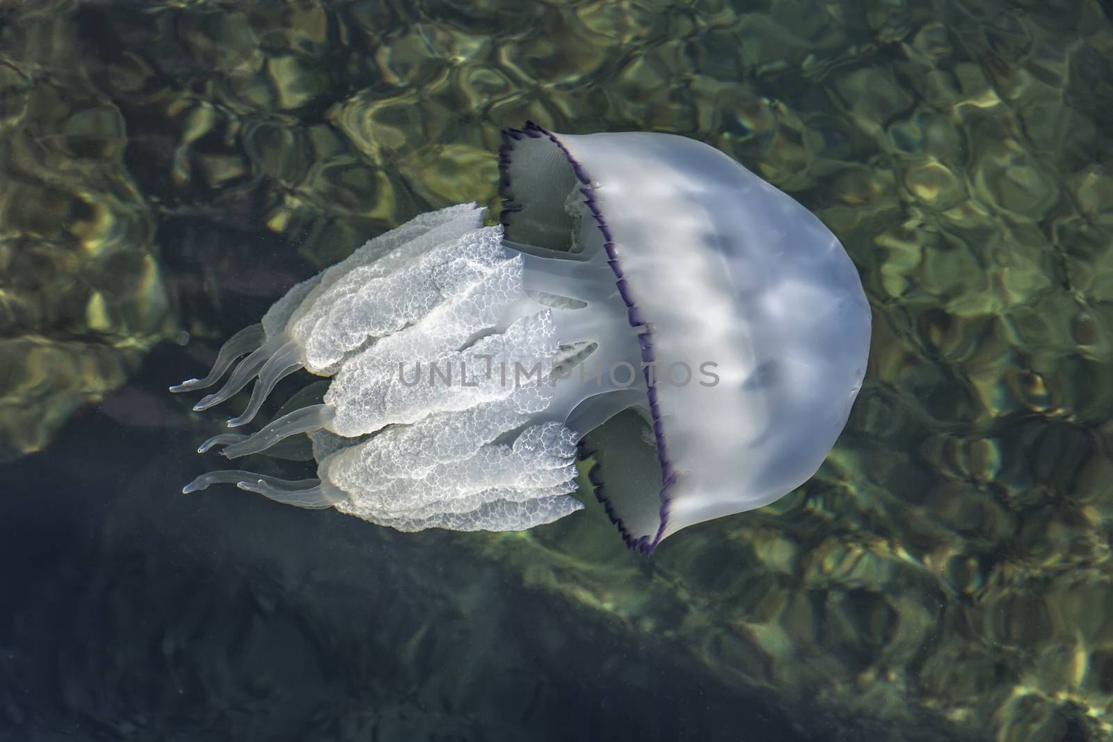 beautiful jellyfish swimming in the sea. top view