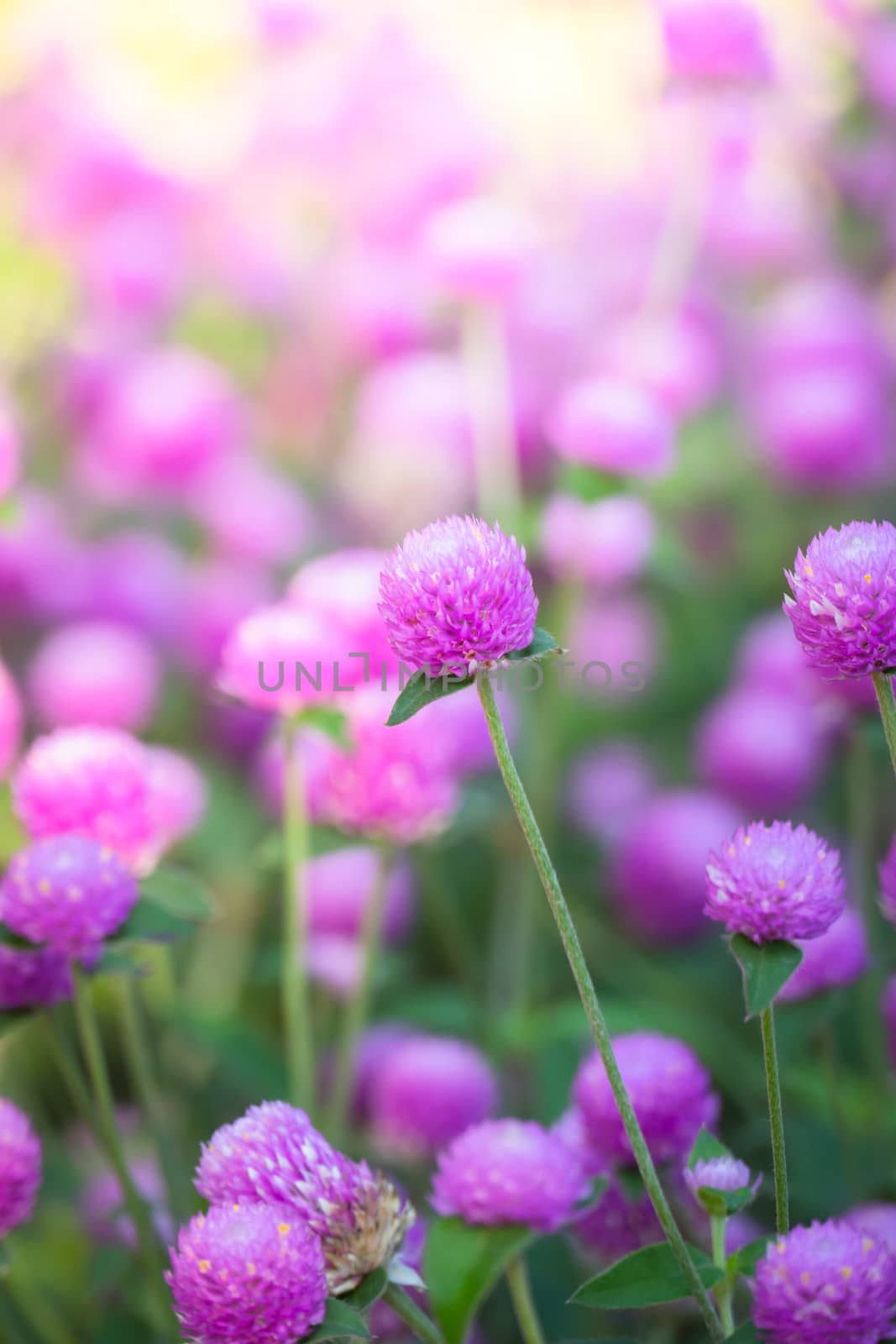 The background image of the colorful flowers, background nature