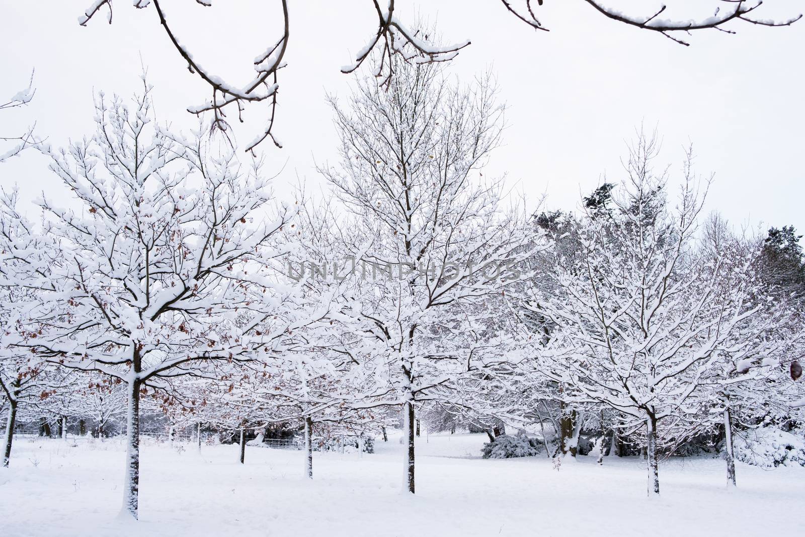 Beautiful view of Grove Park, Harborne covered in snow.