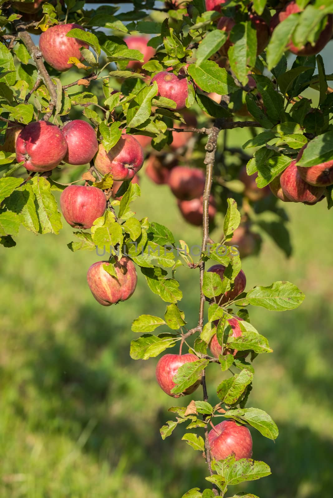 Natural red apples without any treatment hanging on the branch in the apple orchard during the autumn.