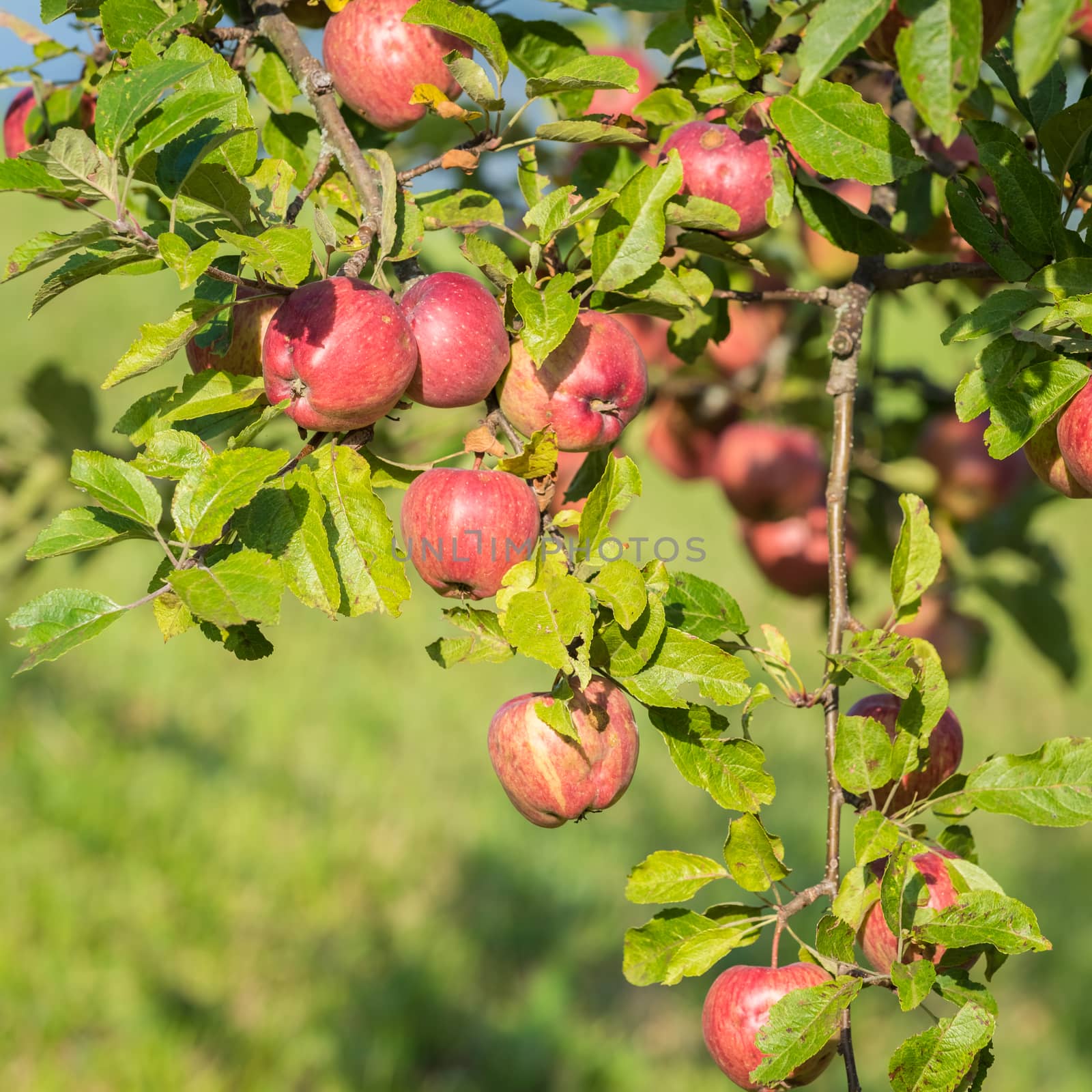 Natural red apples without any treatment hanging on the branch in the apple orchard during the autumn.