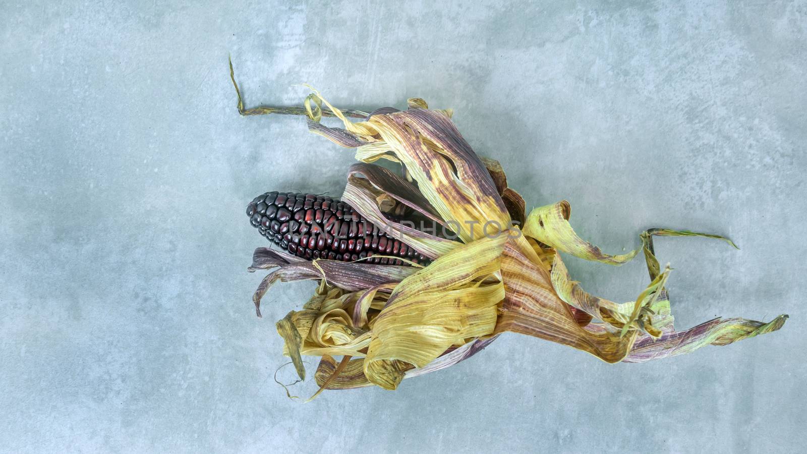 fresh organic purple corn cob with  leaves on a cement background with copy space