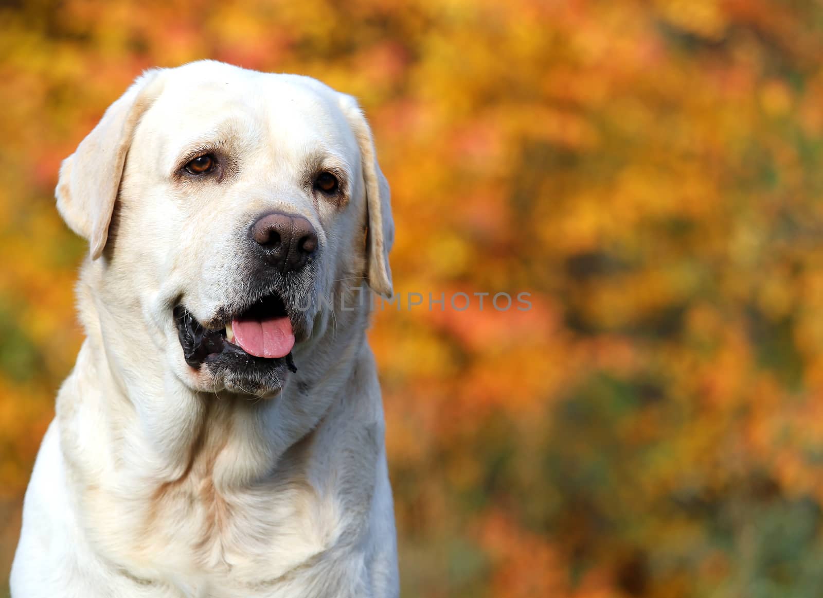nice yellow labrador in the park in autumn