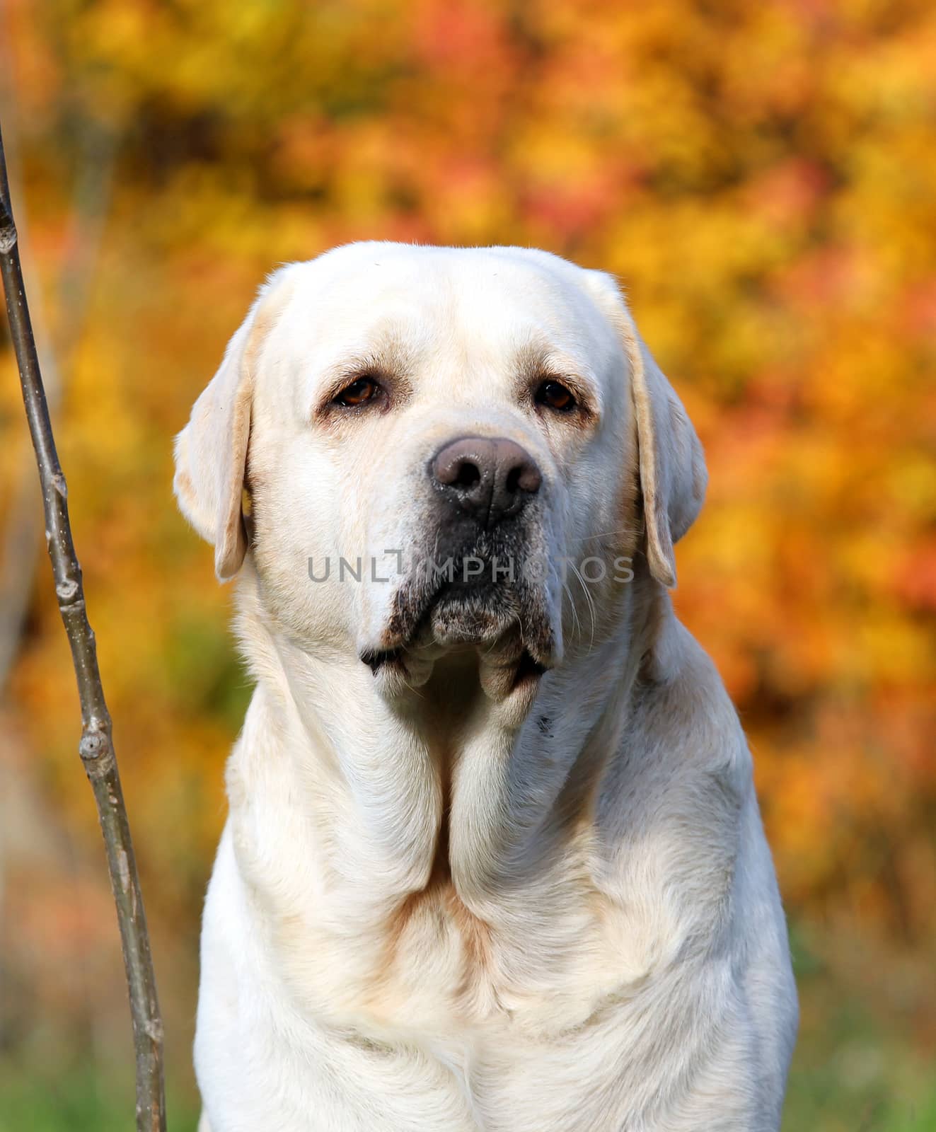 a nice yellow labrador in the park in autumn