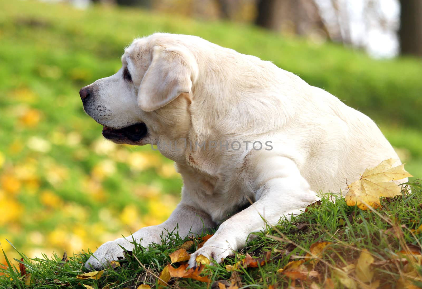 the nice cute yellow labrador in the park in autumn