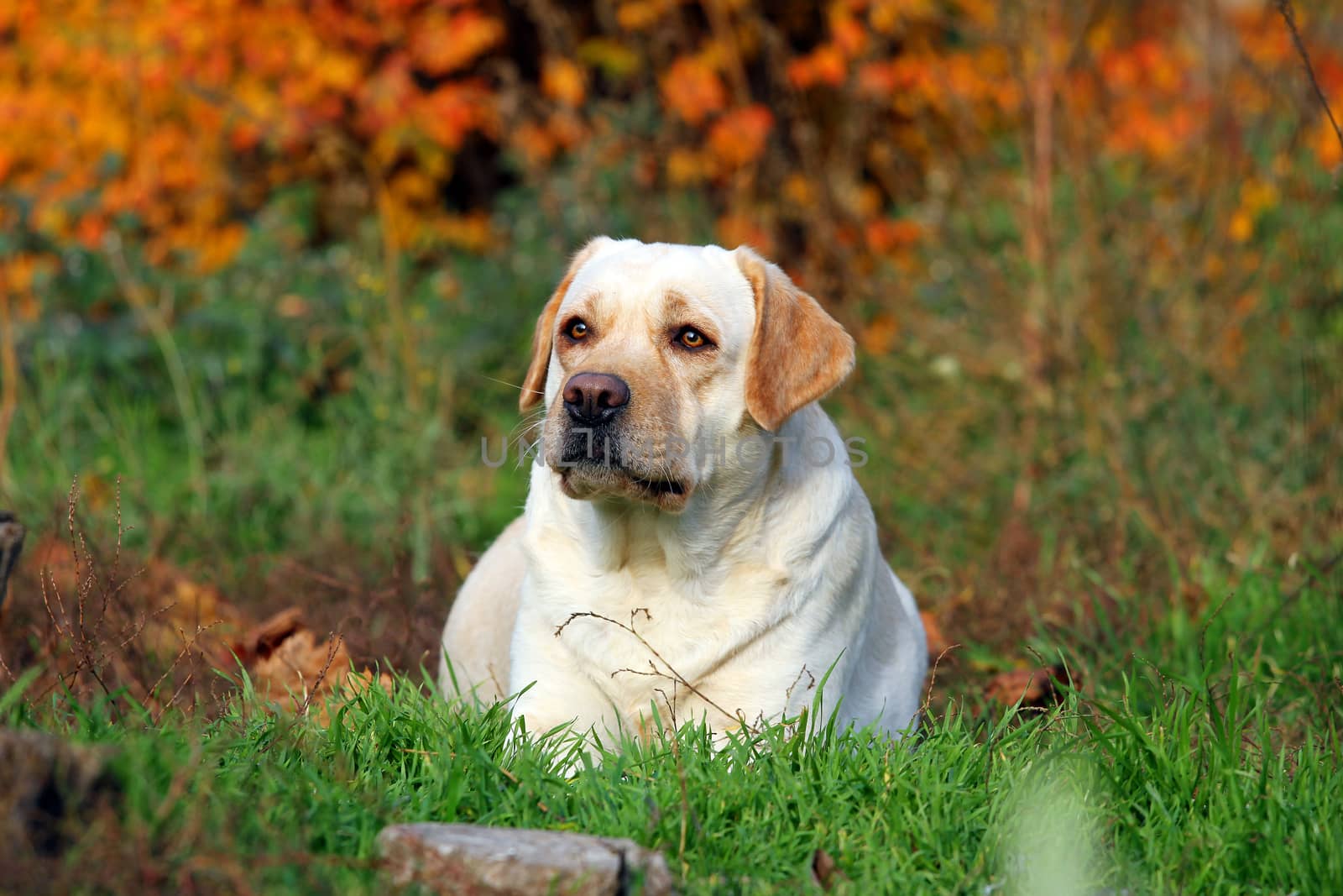 a nice yellow labrador in the park in autumn close up
