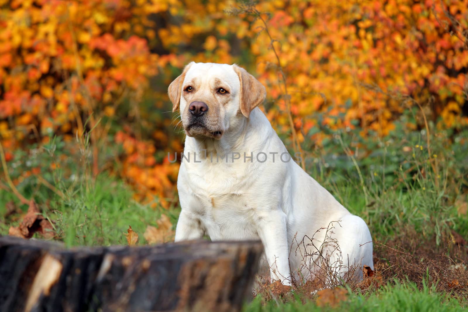 the nice yellow labrador in the park in autumn close up