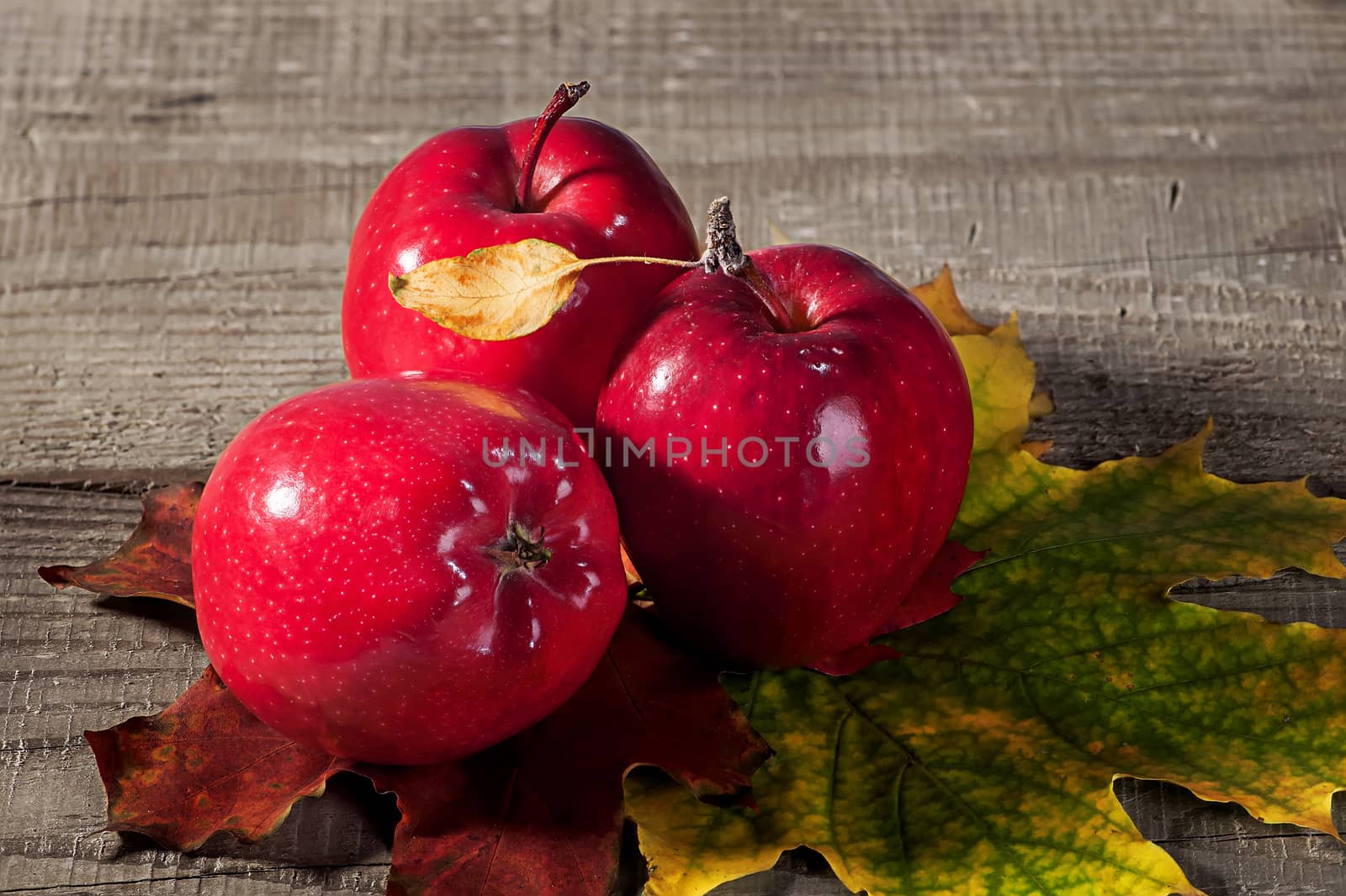 Red apples with maple leaves. Autumn yellow and maroon leaves on a wooden table.