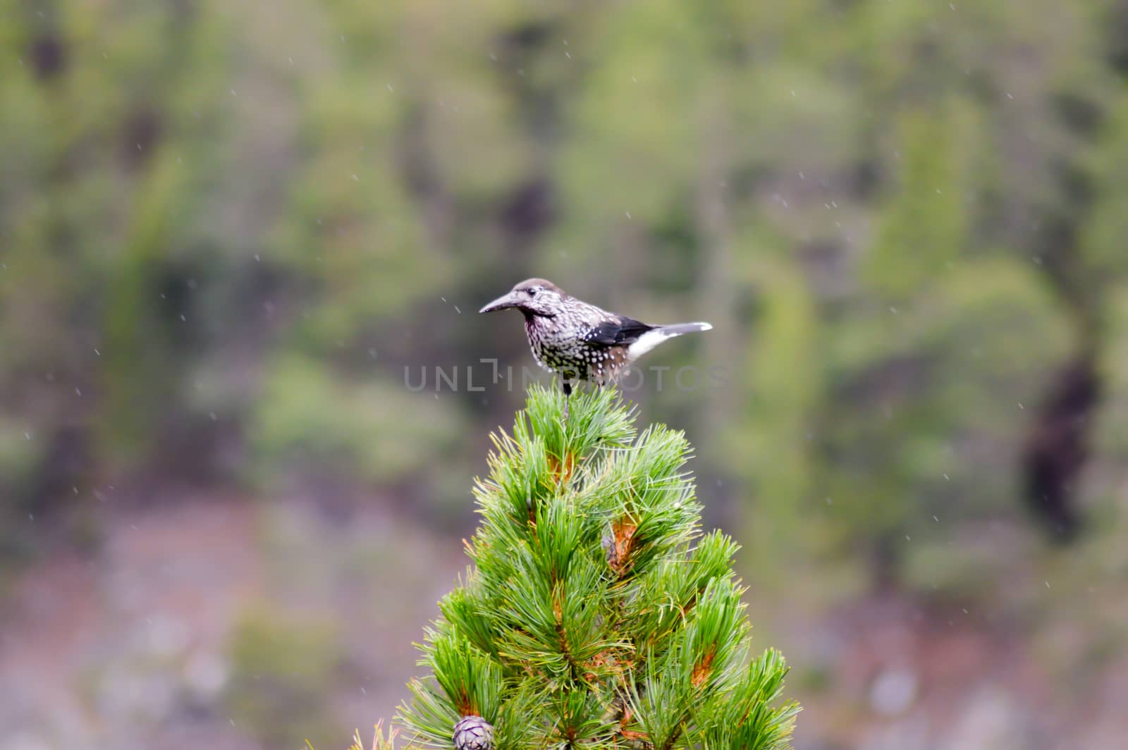 Bird with a big beak posing on a fir branch in the mountains of austria