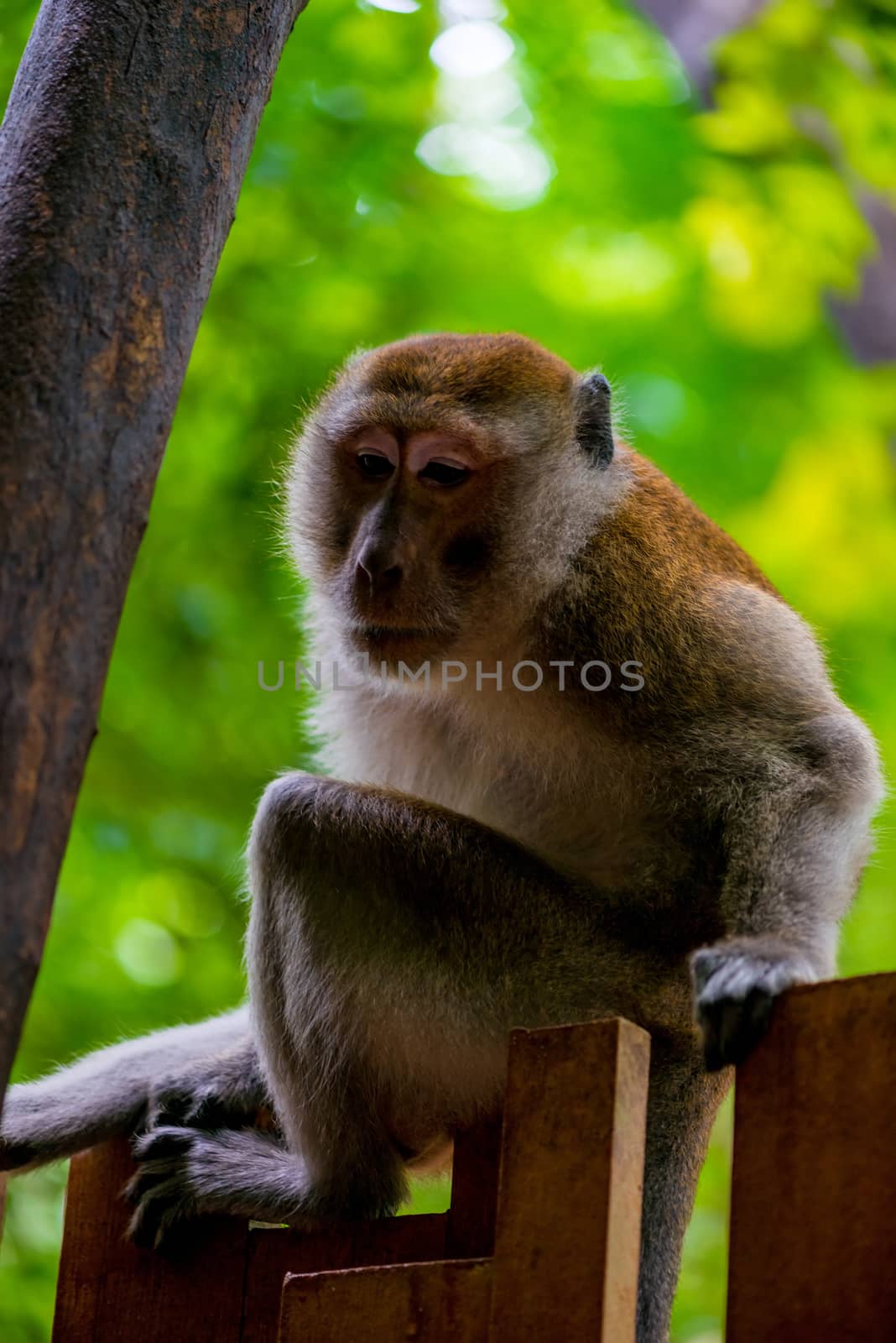 Portrait of a monkey on a fence in the tropics by kosmsos111