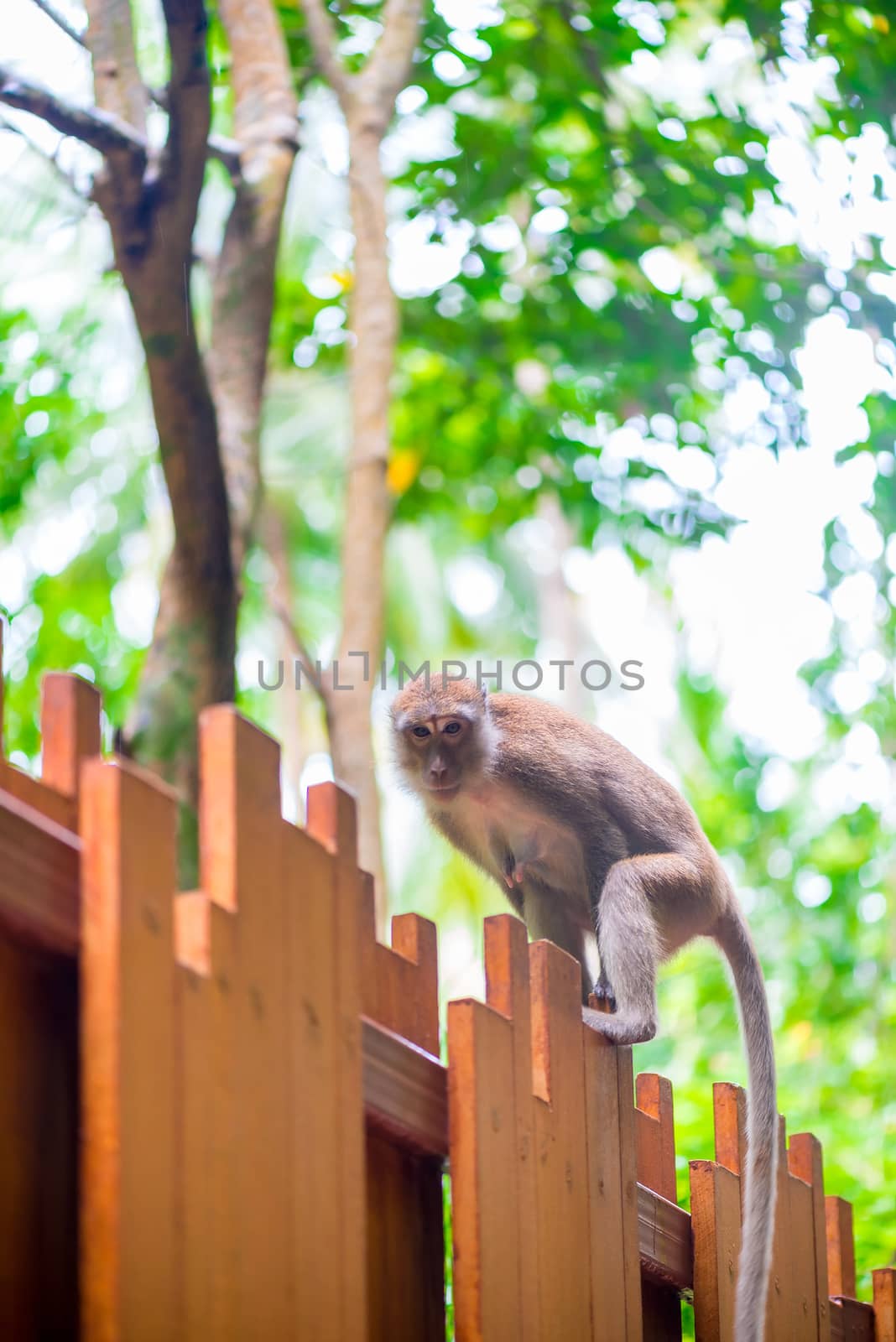 Monkey with a long tail on a wooden fence in Asia by kosmsos111