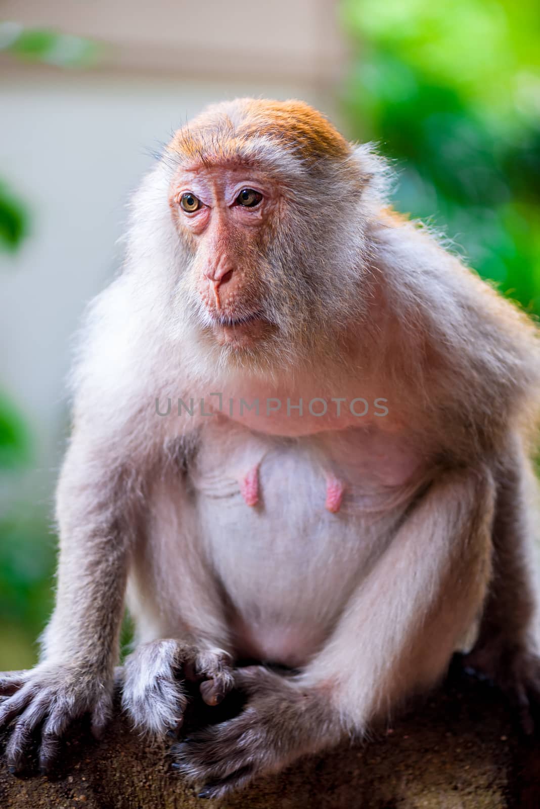 A monkey female sits on a tree branch in nature by kosmsos111