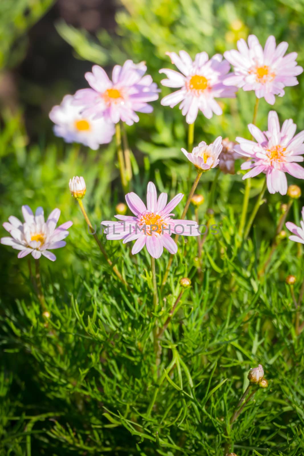 The background image of the colorful flowers, background nature