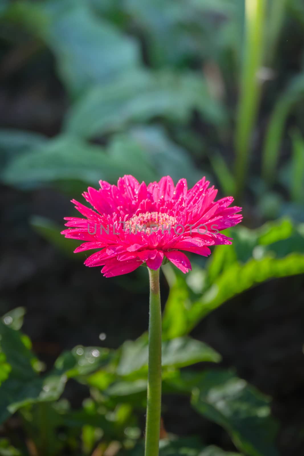 The background image of the colorful flowers, background nature