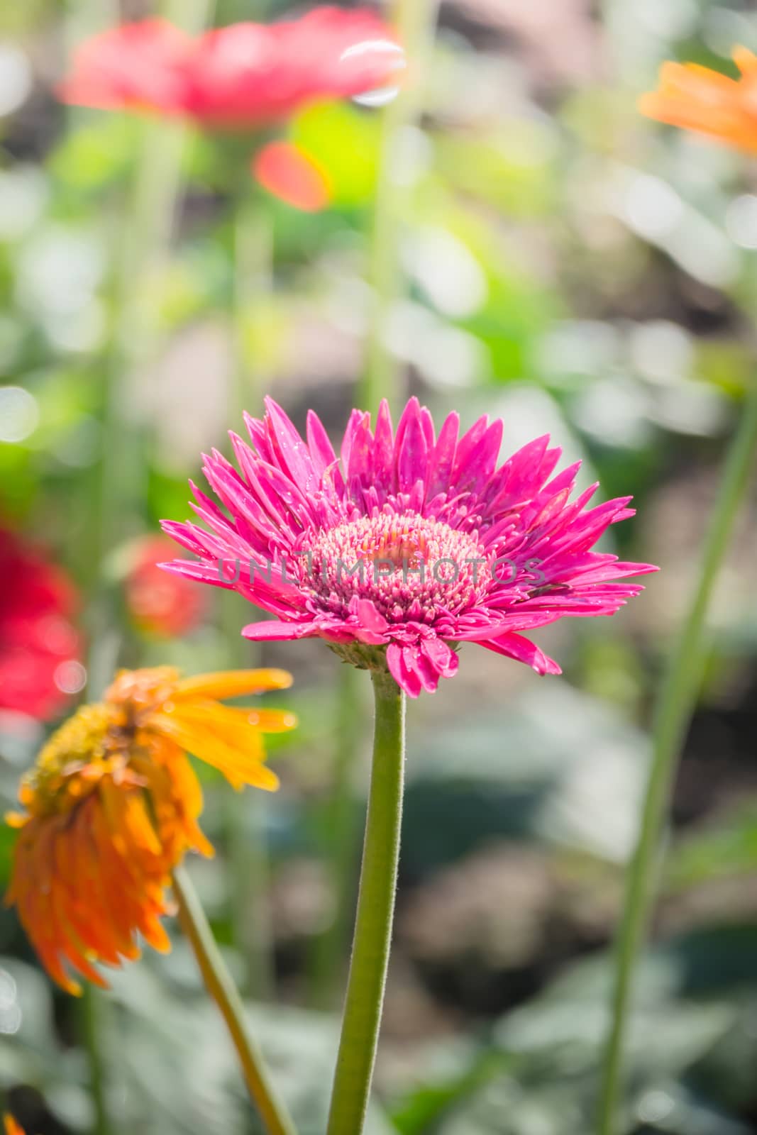 The background image of the colorful flowers, background nature