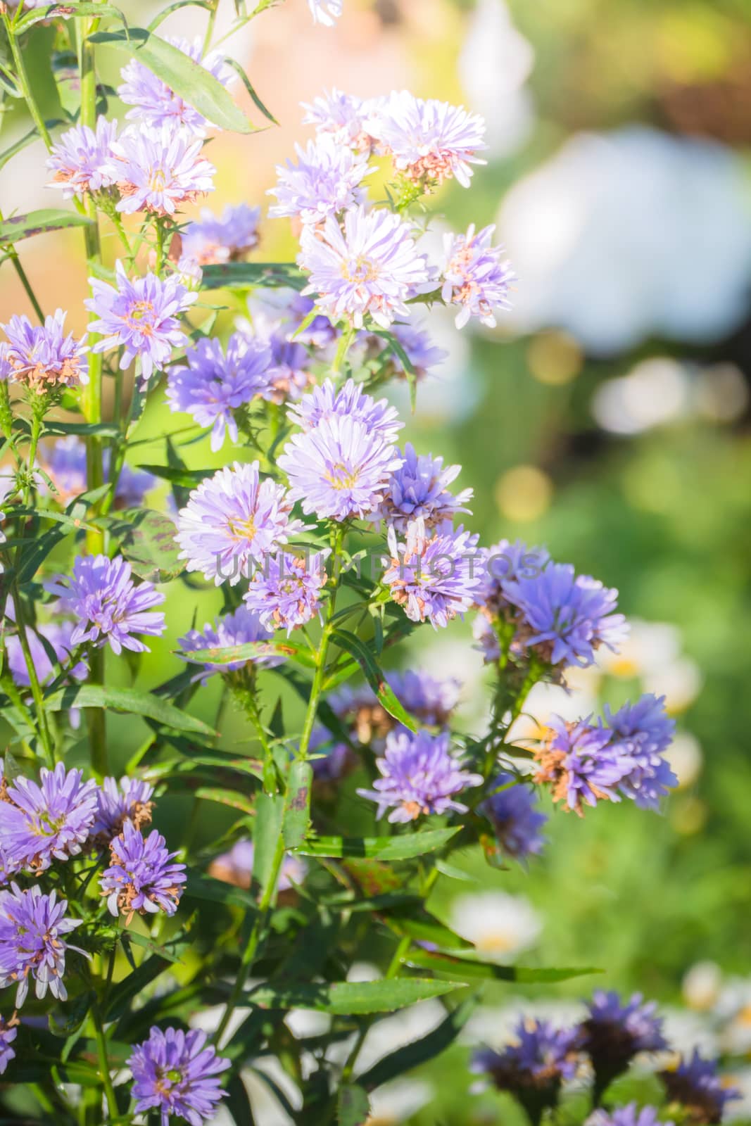 The background image of the colorful flowers, background nature