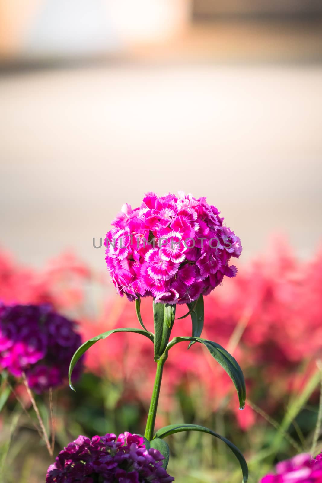 The background image of the colorful flowers, background nature