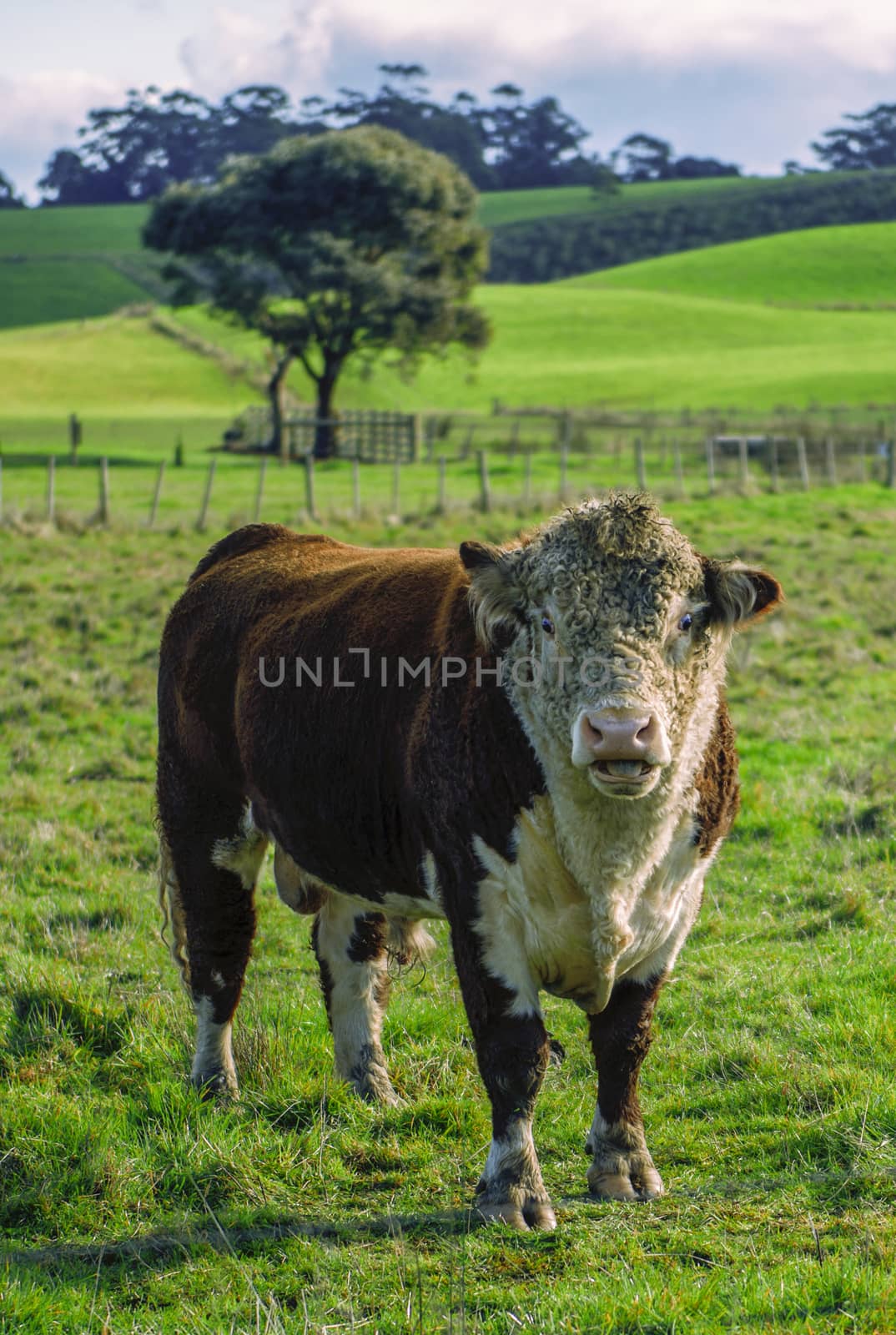 Bull in the country side of Tasmania. by artistrobd