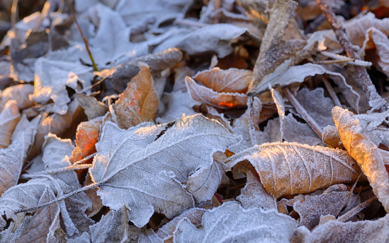 Autumn frozen leaves background and sunrays