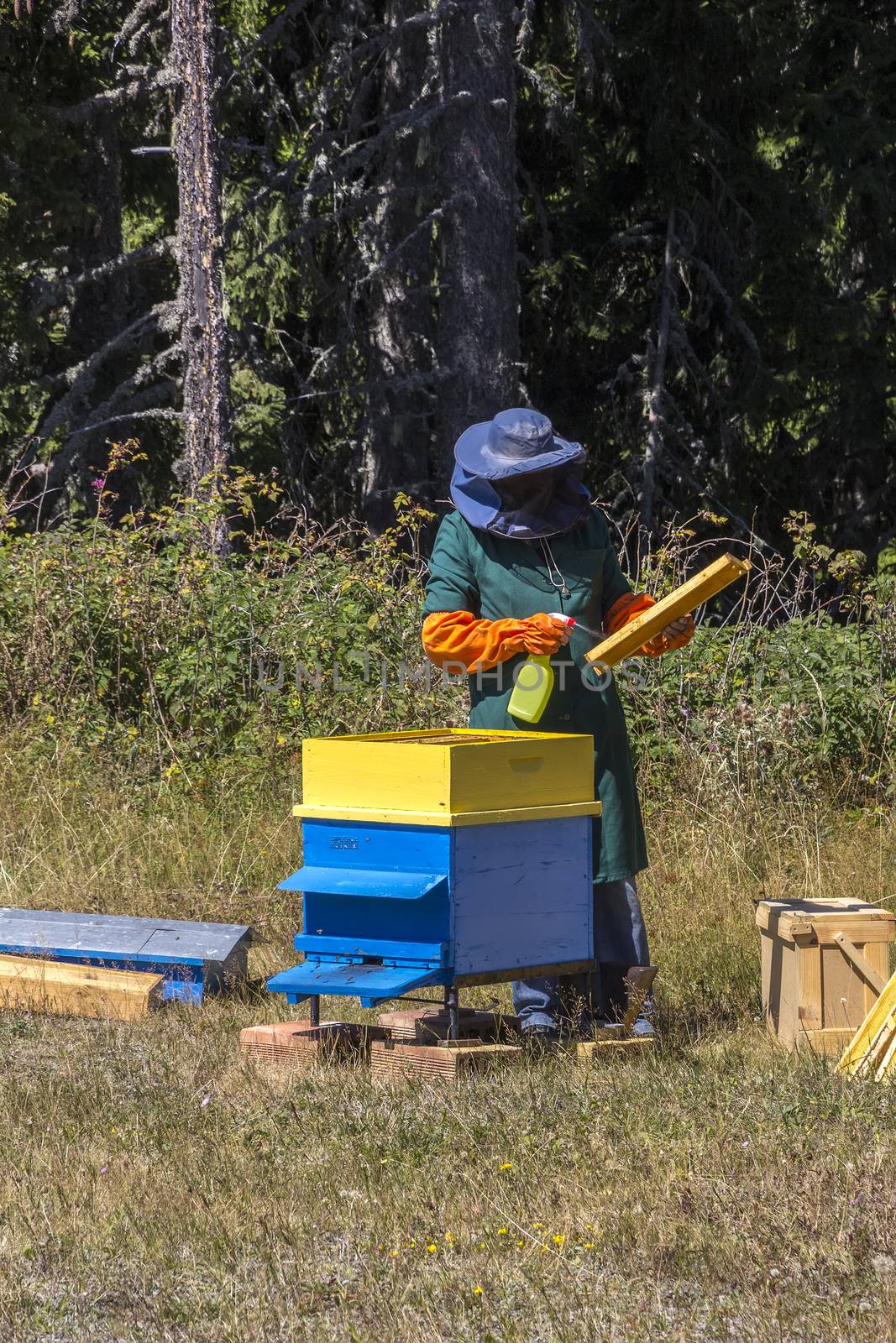 A man works in an apiary collecting bee honey