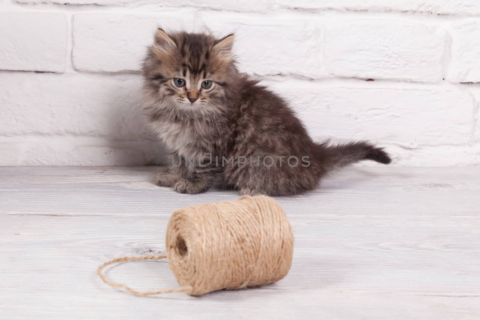 Studio shot of adorable young fluffy kitten