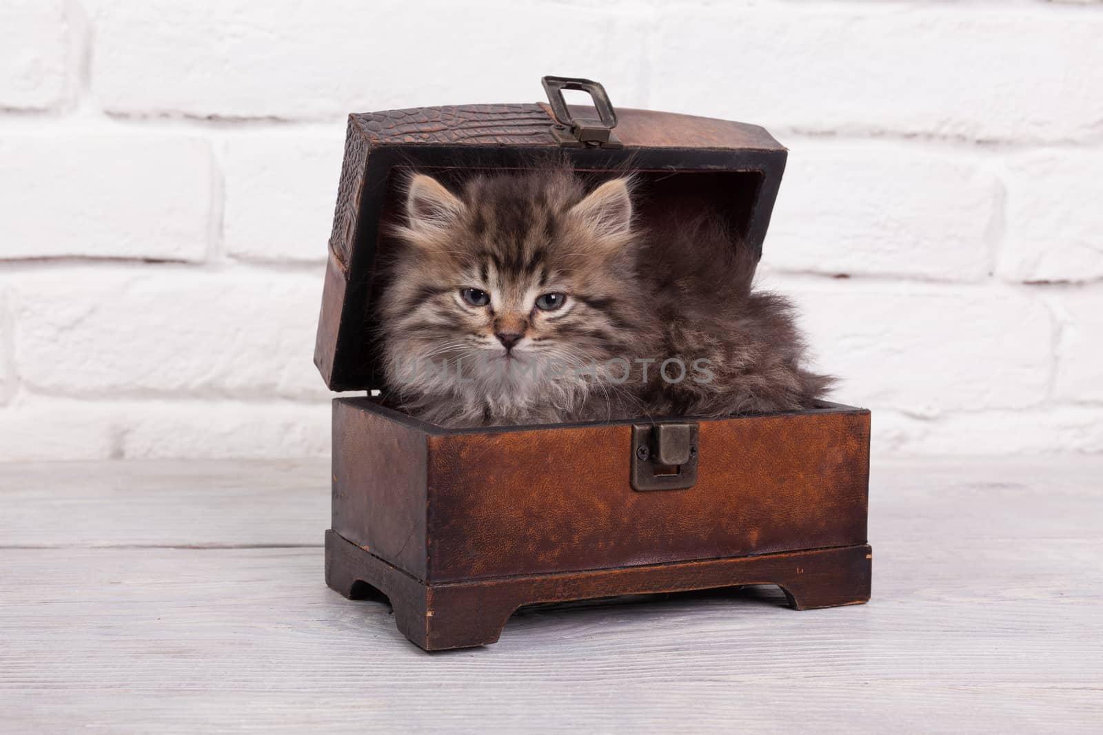 Studio shot of adorable young fluffy kitten sitting in a little chest