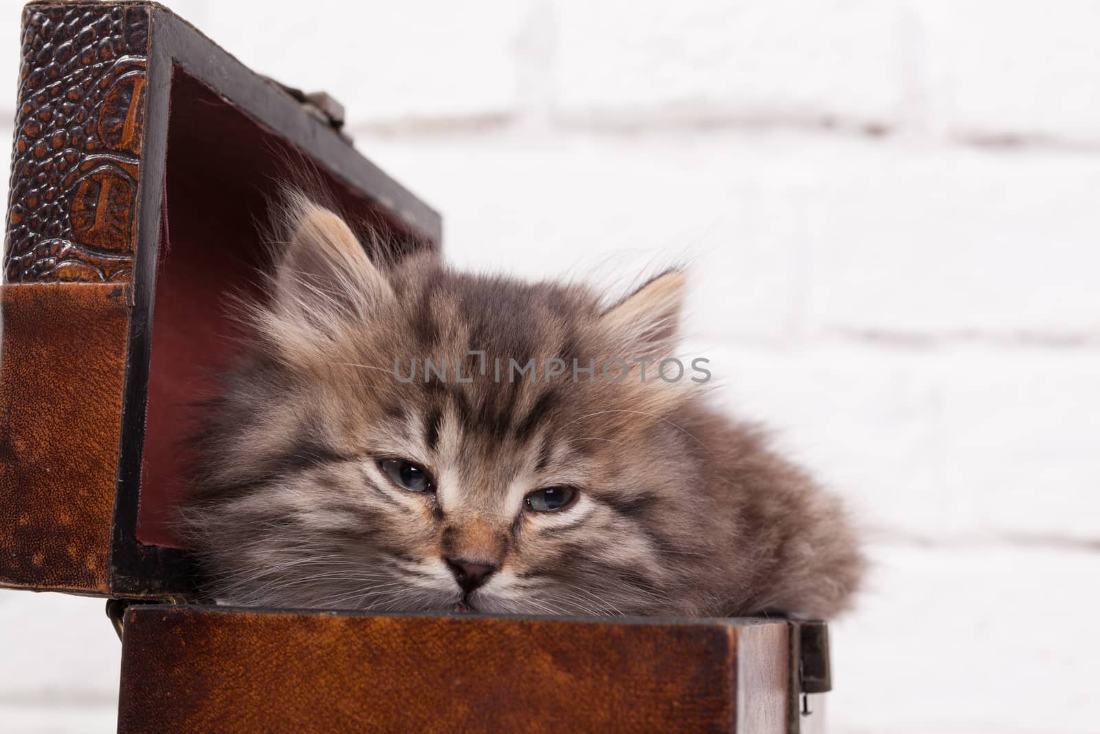 Studio shot of adorable young fluffy kitten sitting in a little chest