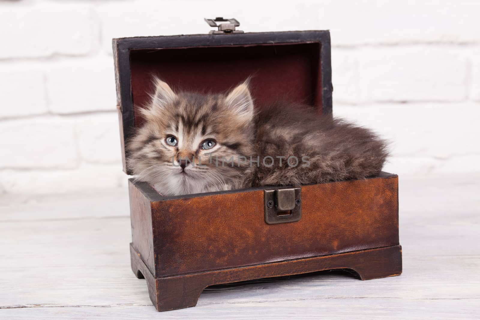 Studio shot of adorable young fluffy kitten sitting in a little chest