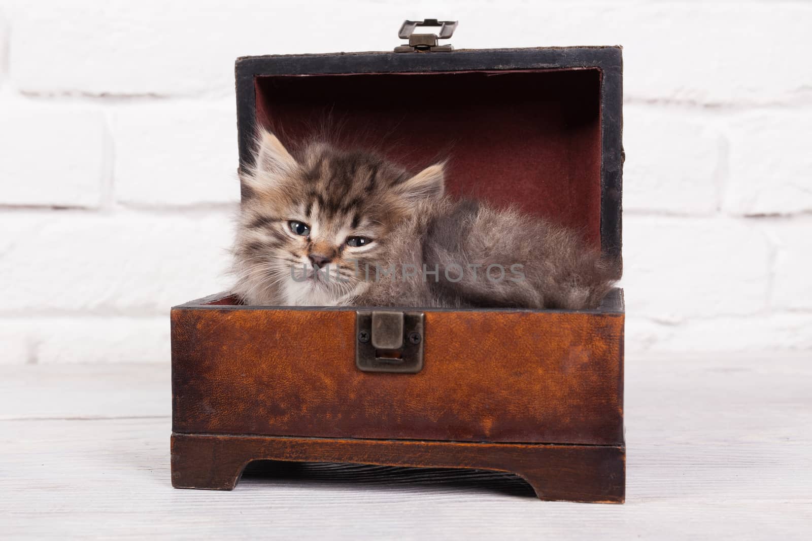 Studio shot of adorable young fluffy kitten sitting in a little chest