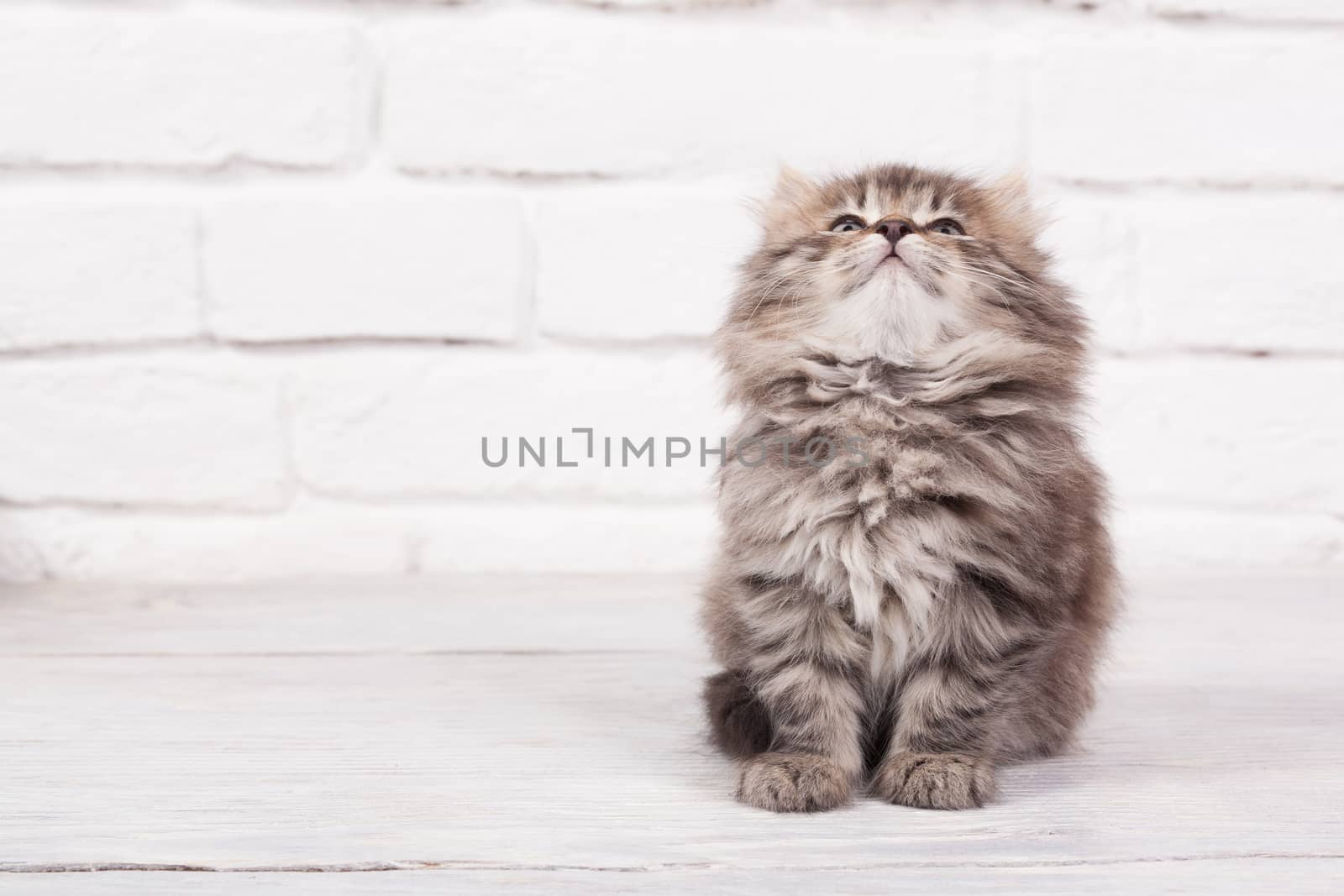 Studio shot of adorable young fluffy kitten with his eyes closed