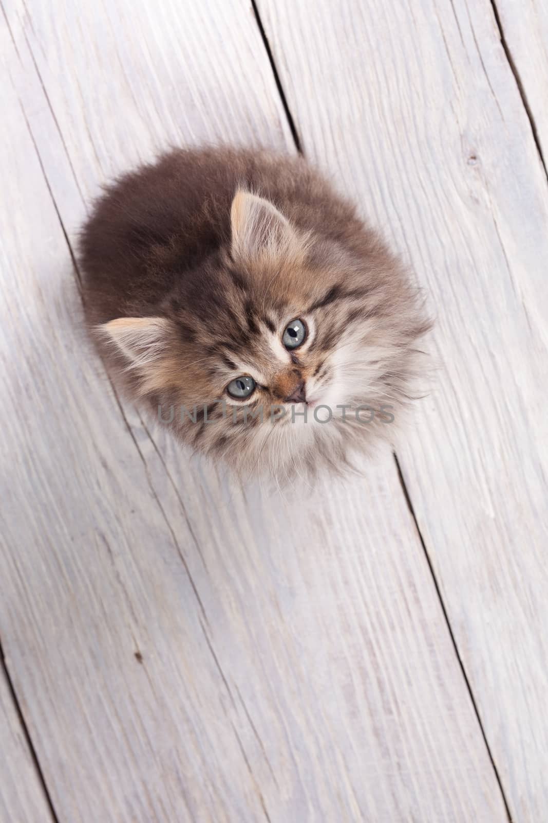 Studio shot of adorable young fluffy kitten looking up, sitting in a white wood background