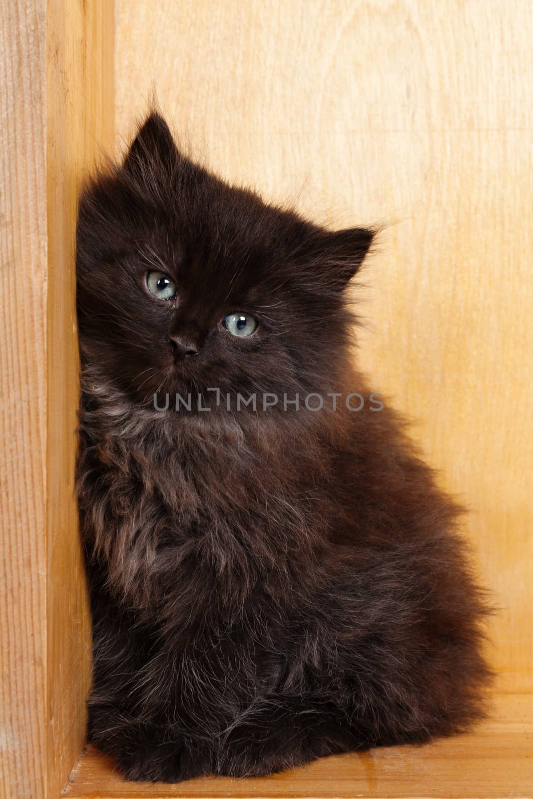 Young black fluffy kitten by igor_stramyk