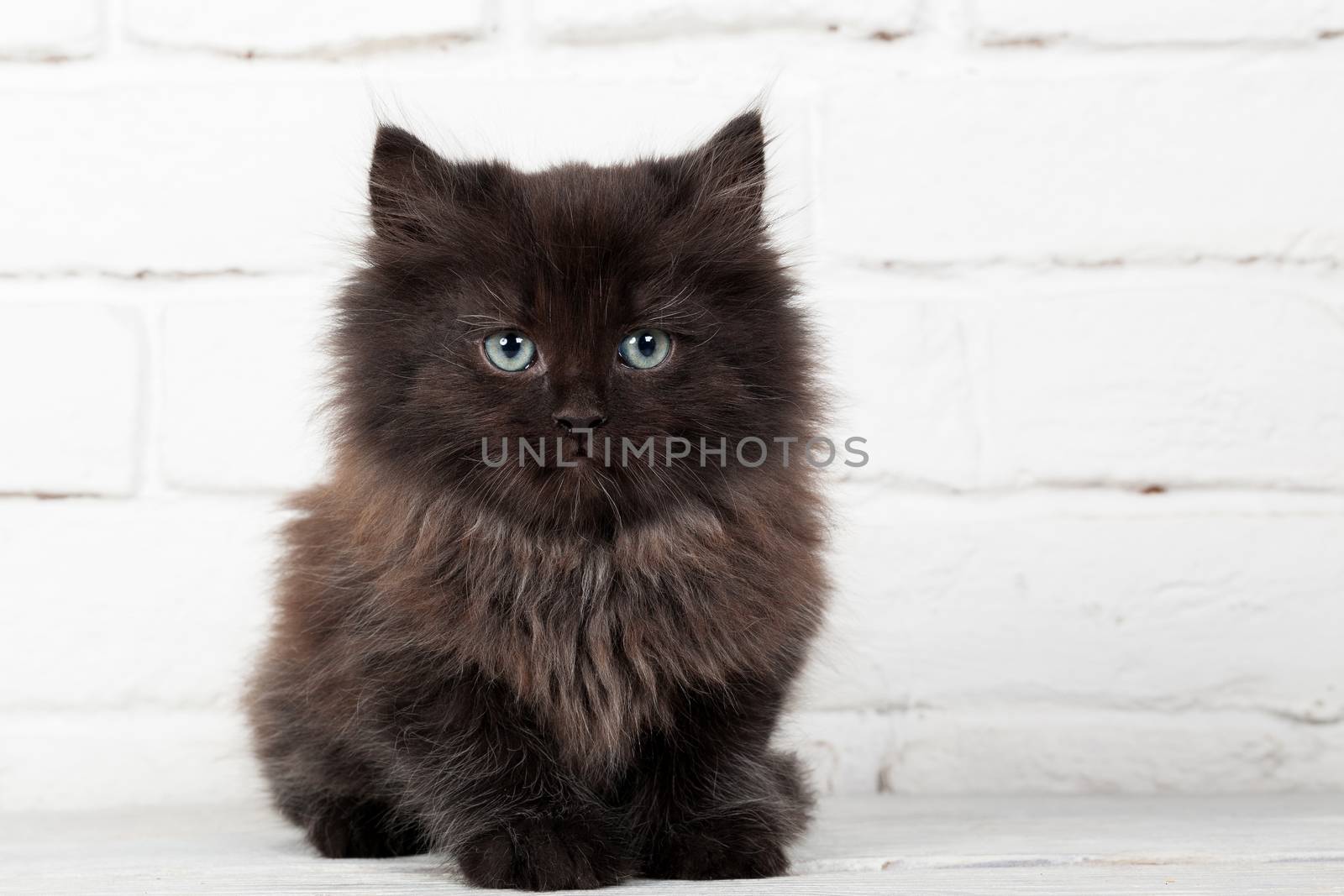 Studio shot of adorable young black fluffy kitten sitting on the background of a white brick wall