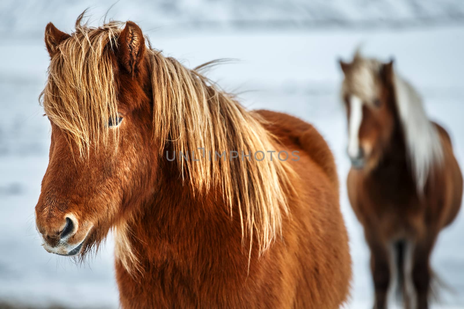 Beautiful Icelandic horses by Anna_Omelchenko