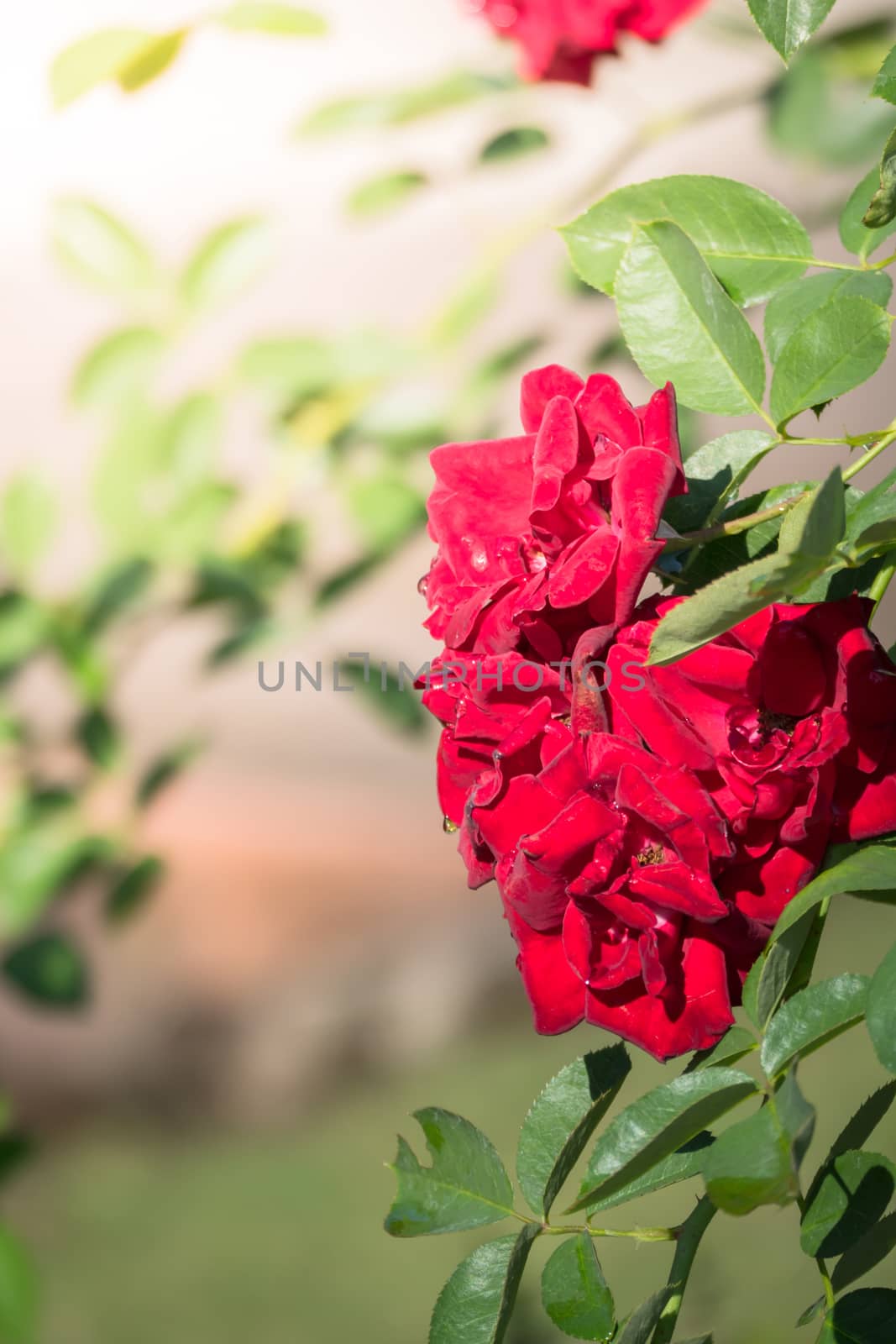 The background image of the colorful flowers, background nature