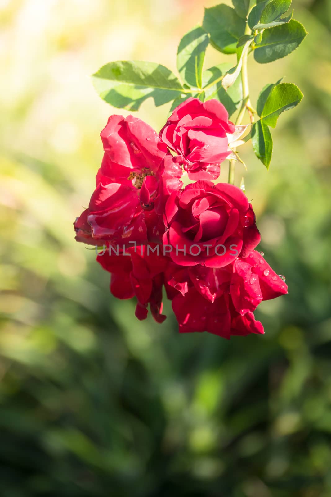 The background image of the colorful flowers, background nature