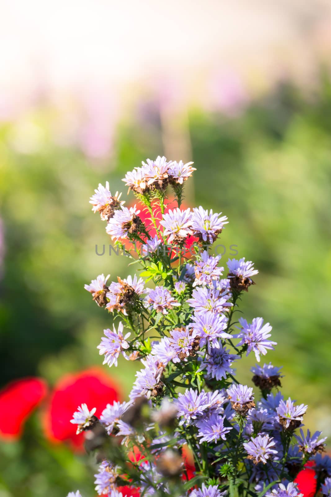 The background image of the colorful flowers, background nature