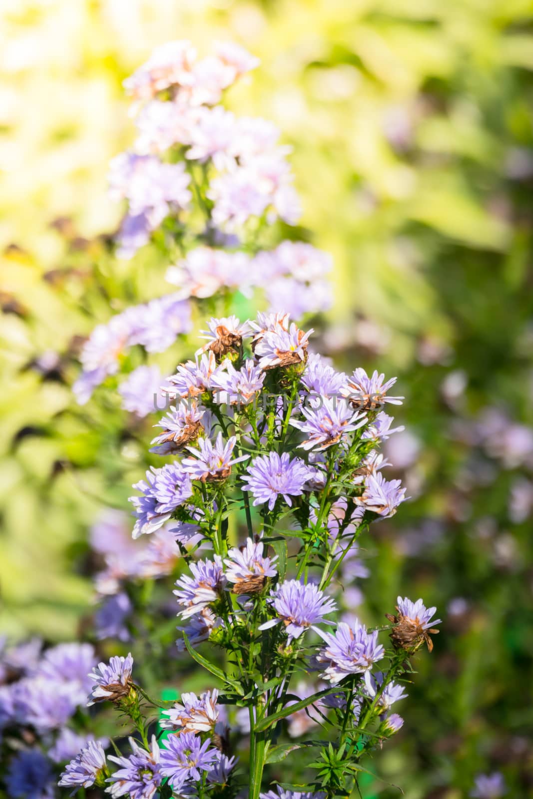The background image of the colorful flowers, background nature