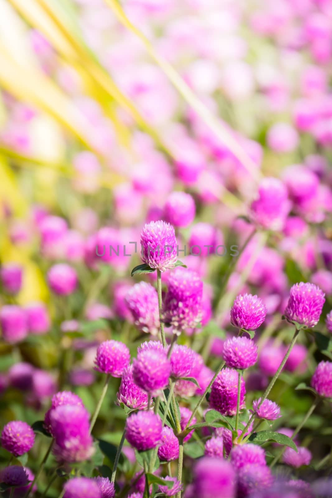 The background image of the colorful flowers, background nature