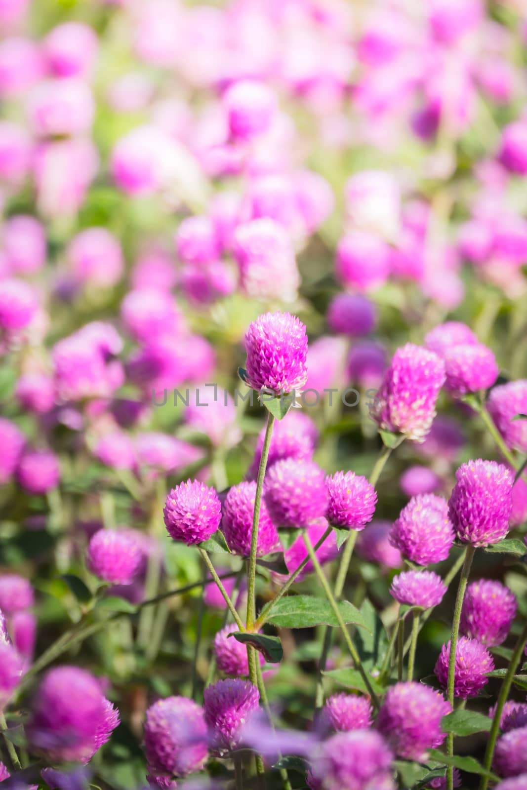 The background image of the colorful flowers, background nature