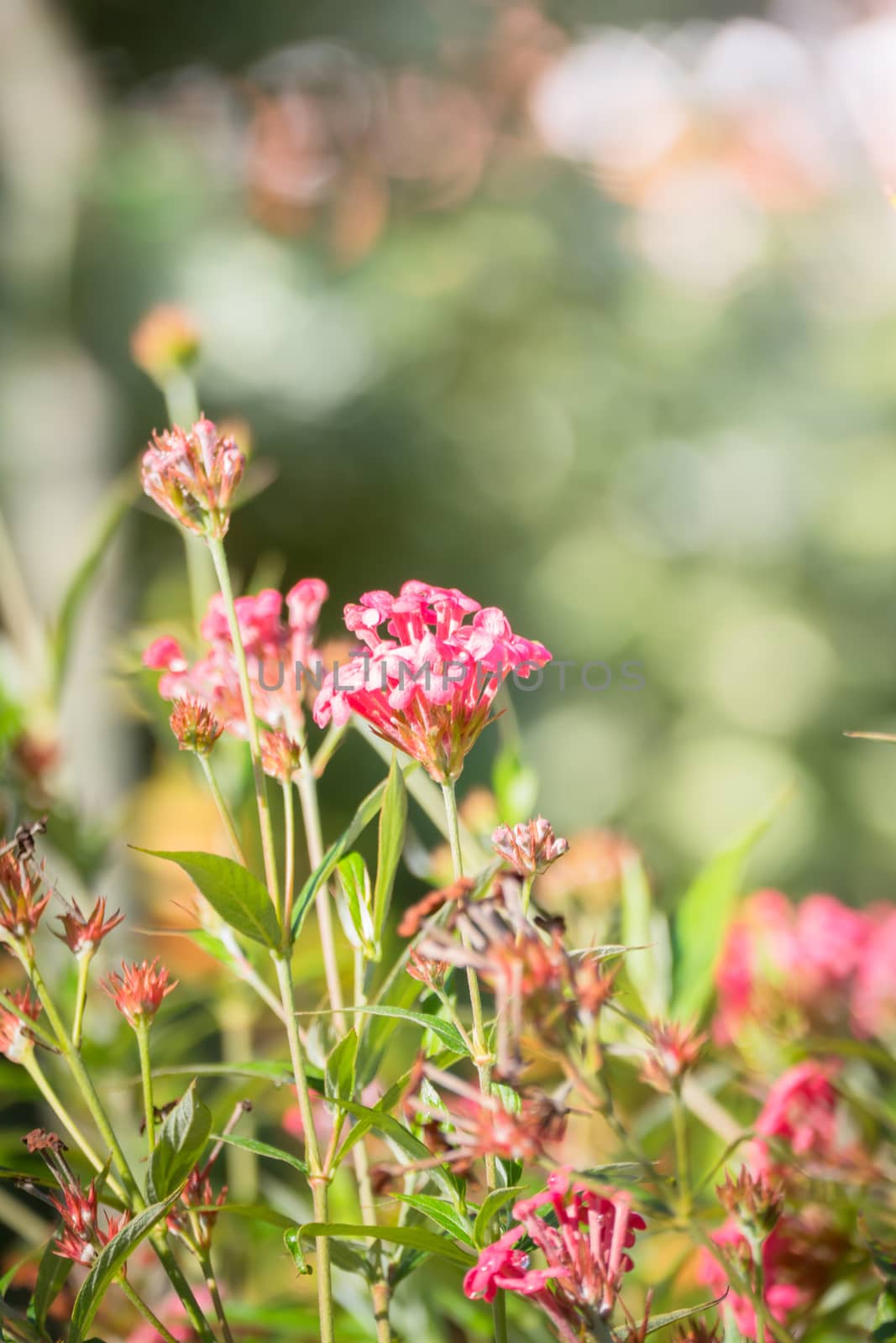 The background image of the colorful flowers, background nature