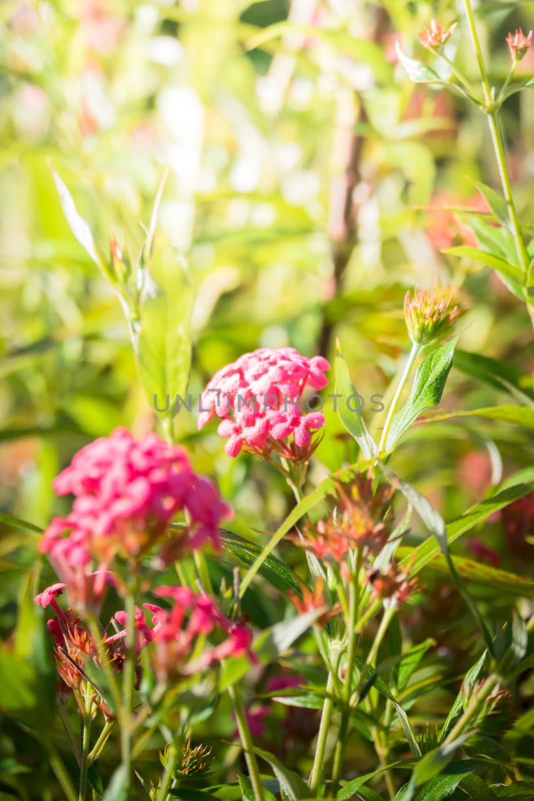 The background image of the colorful flowers, background nature