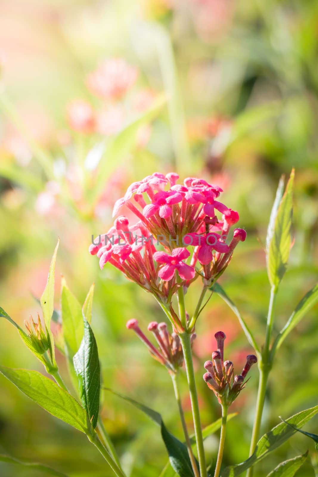 The background image of the colorful flowers, background nature